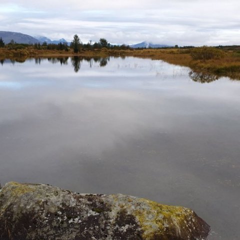 likatjorn2.jpg