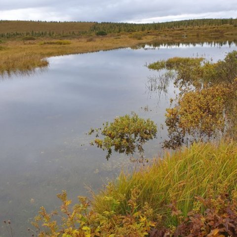 likatjorn4.jpg