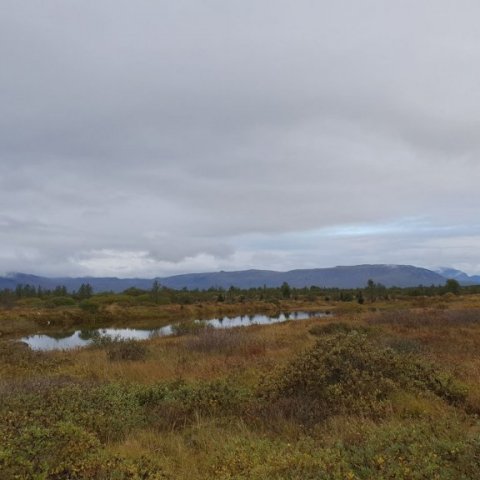likatjorn6.jpg
