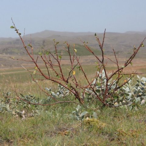 DSC08344