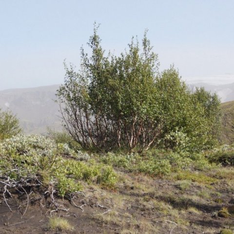 DSC08346