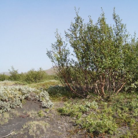 DSC08347
