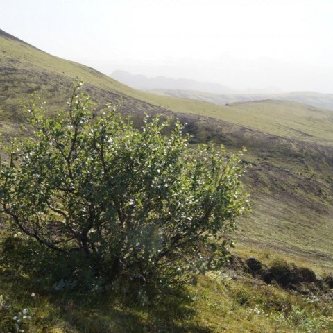 DSC08375