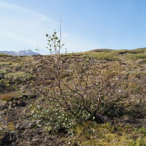 DSC08387