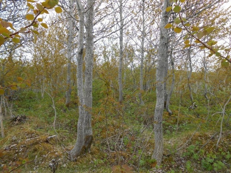 Asparstofnar í Egilsstaðaskógi.