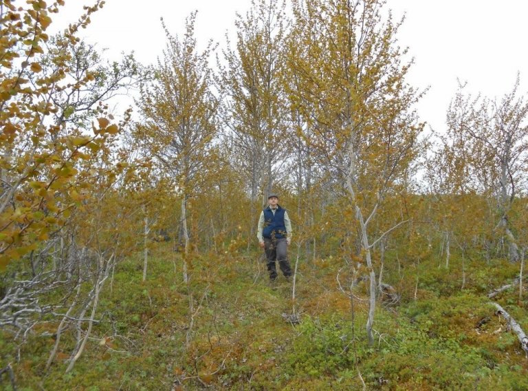 Sæmundur við eina aspargræðuna í Egilsstaðaskógi.