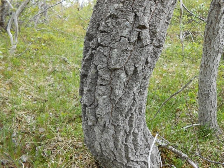 Börkurinn er orðinn skemmtilega hrjúfur á elstu öspunum í Egilsstaðaskógi.
