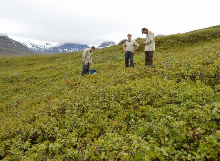 Sæmundur, Þór og Lárus í miðri aspargræðu á Gestsstöðum í Fáskrúðsfirði..