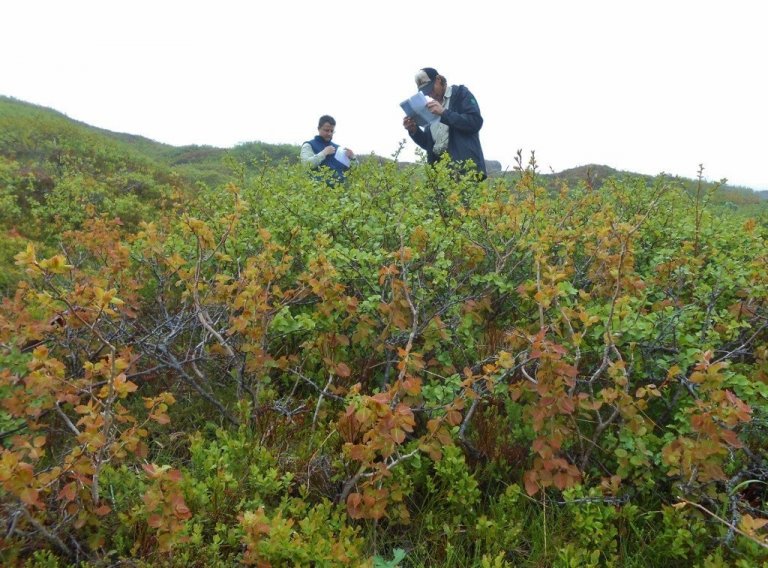 Sæmundur og Lárus reyna að átta sig á staðsetningu þessarar aspar á Strönd í Stöðvarfirði.