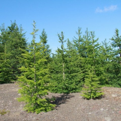 Rússalerki1