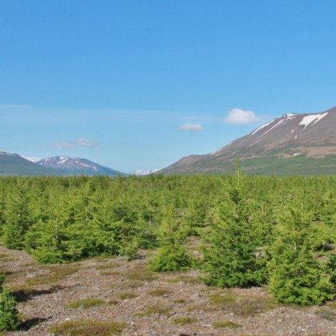 Rússalerki2