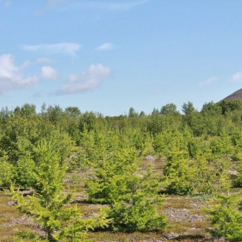 Rússalerki3