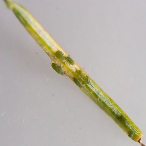 Sitkalusafaraldur-a-landinu2