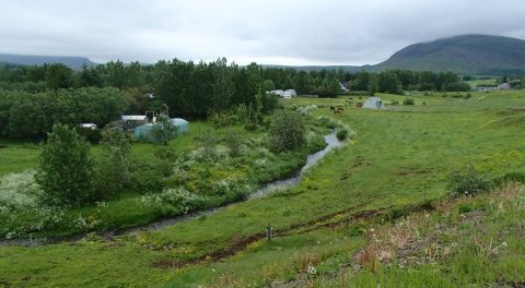 Skjólbelti í Mosfellssveit. Ljósmynd: Hallur Björgvinsson
