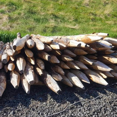 Skógurinn í Brekkugerði gefur nú alla þá girðingastaura sem búið þarfnast. Ljósmynd: Jóhann F. Þórhallsson