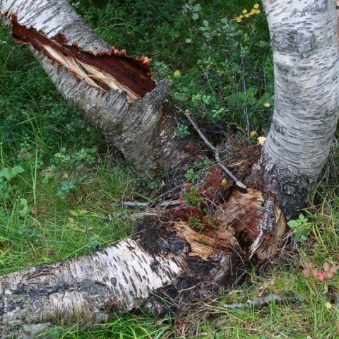brot-i-mela-og-skuggabjargaskogi3-web720x1080u100.jpg