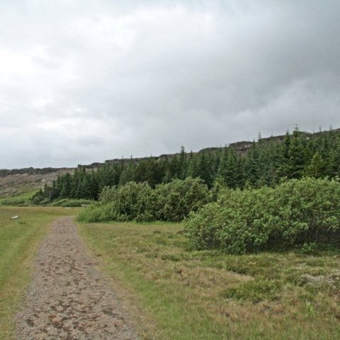 Við furulundinn á Þingvöllum.