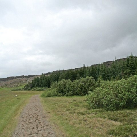 Við furulundinn á Þingvöllum.