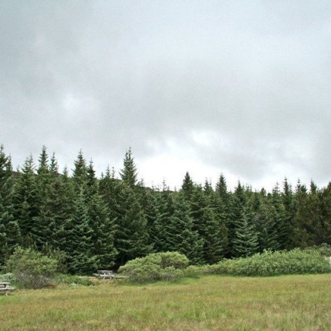 Við furulundinn á Þingvöllum.