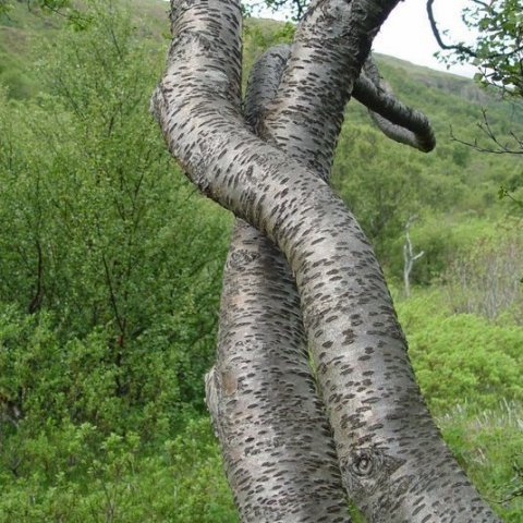 Þórsmörk