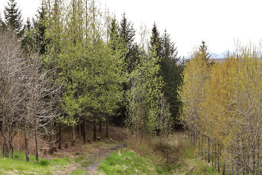 Tumastaðir