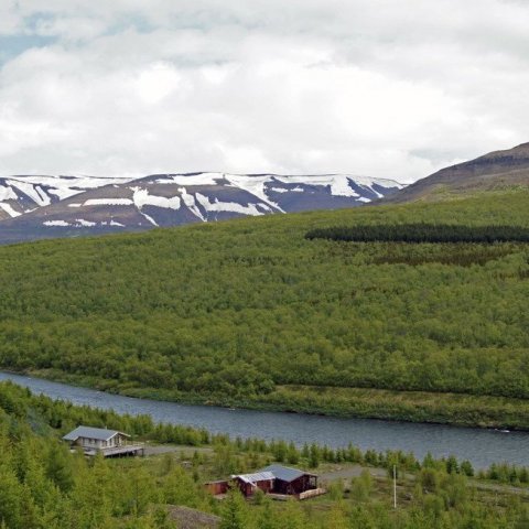 Vaglaskógur