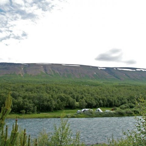 Vaglaskógur